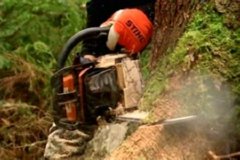 STIHL 06  IMAGEN FOTOGRAFIA